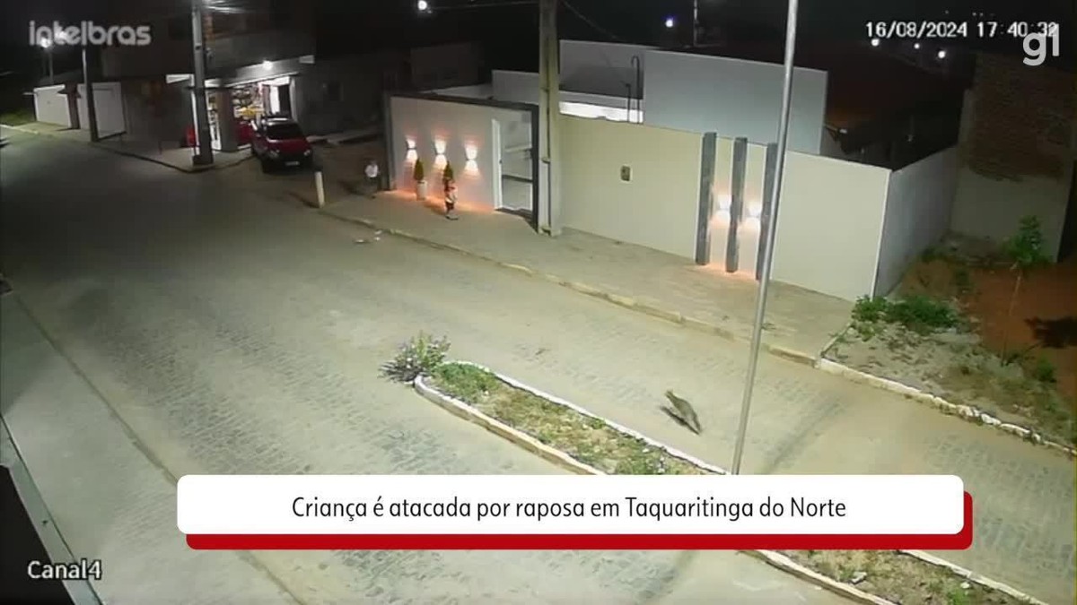 VÍDEO: criança é atacada por raposa em Taquaritinga do Norte